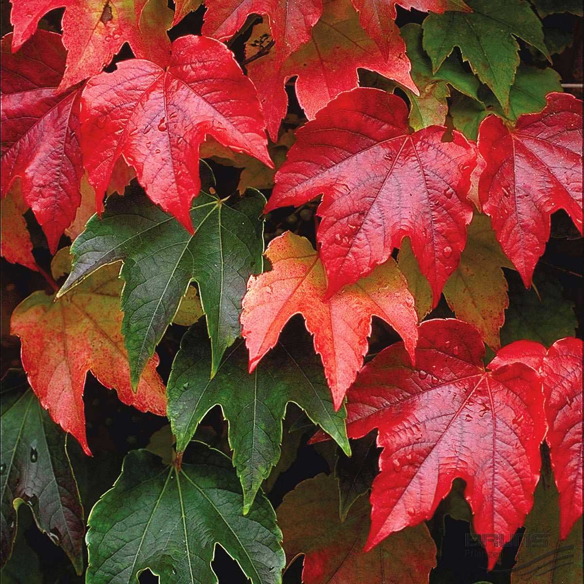 PARTHENOCISSUS TRICUSPIDATA VEITCH VASO 11CM