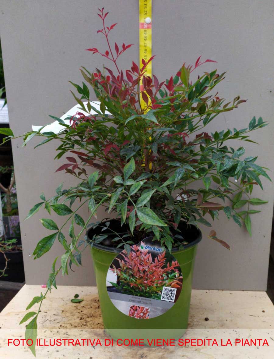 NANDINA DOMESTICA OBSESSED VASO 18CM