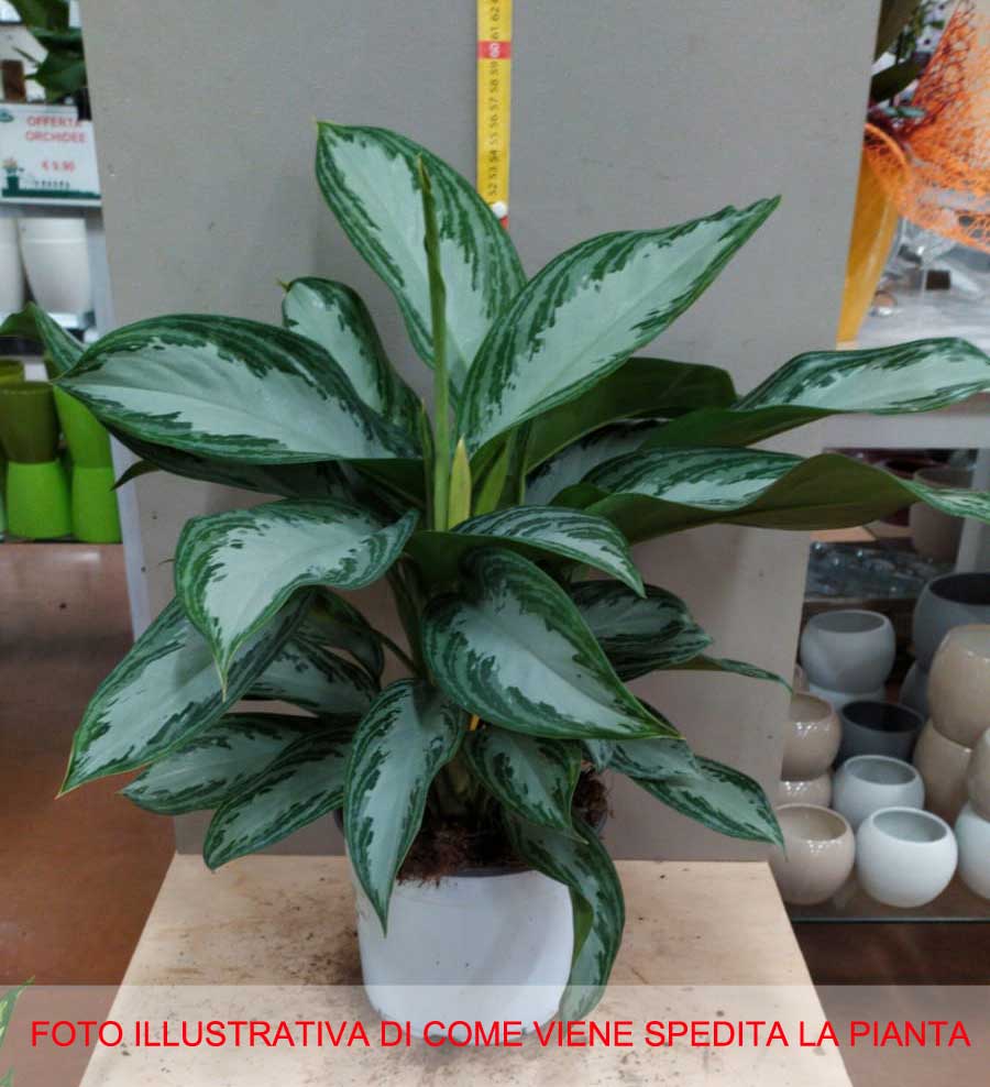 AGLAONEMA SILVER BAY VASO 19CM