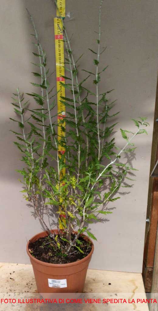 PEROVSKIA SALVIA RUSSA IN VASO 18CM