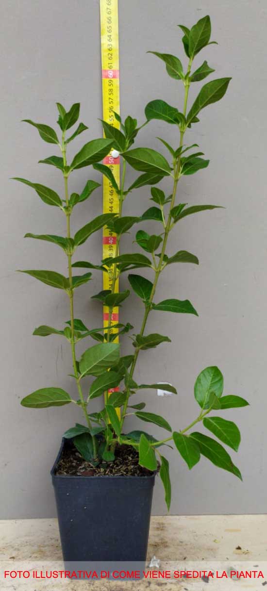 VIBURNO TINUS VASO 12CM