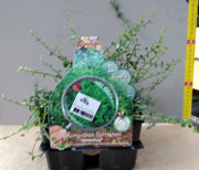 BOX 4 PIANTE EUONYMUS VASO 9CM