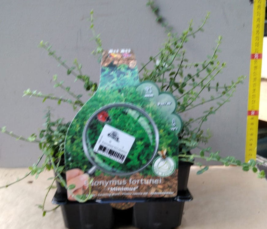 BOX 4 PIANTE EUONYMUS VASO 9CM