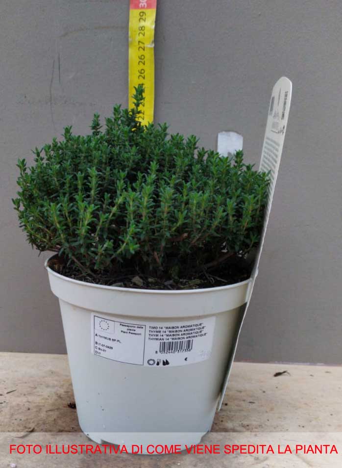 TIMO FAUSTINI IN VASO 14CM