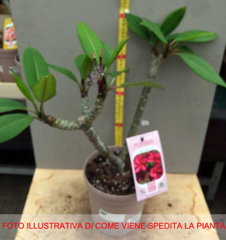 PLUMERIA POMELIA SUPER ROUND IN VASO 18CM
