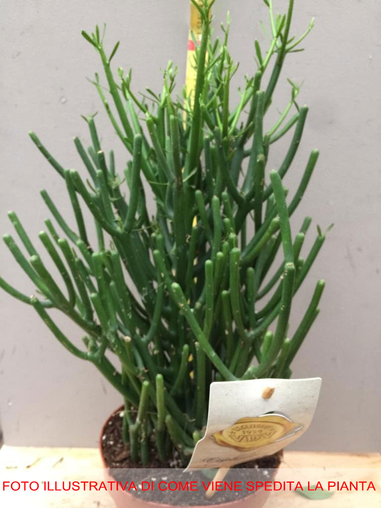 EUPHORBIA TIRUCALLI VASO 17CM