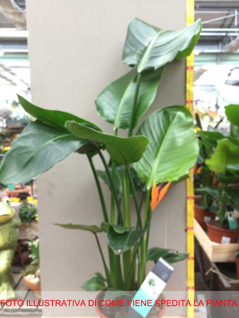 STRELITZIA NICOLAI O UCCELLO DEL PARADISO GIGANTE IN VASO 19CM