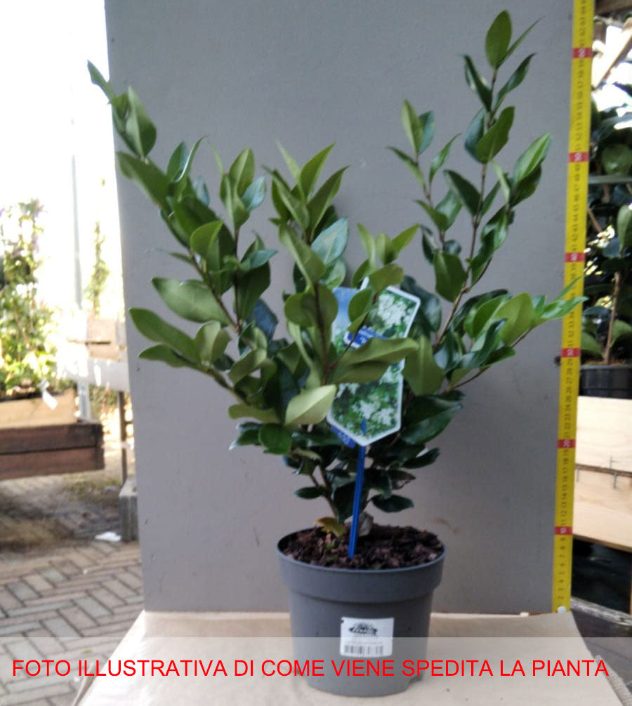 LIGUSTRUM TEXANUM VASO 16CM