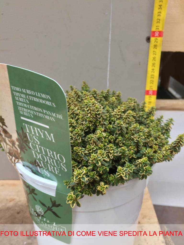 THYMUS CITRIODORUS AL LIMONE IN VASO 18CM