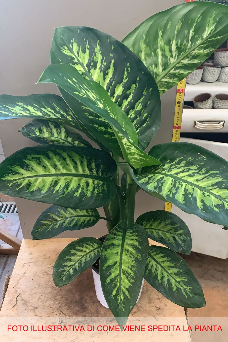 DIEFFENBACHIA VASO 17CM