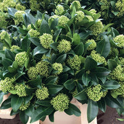 SKIMMIA JAPONICA WHITE GLOBE VASO 15CM