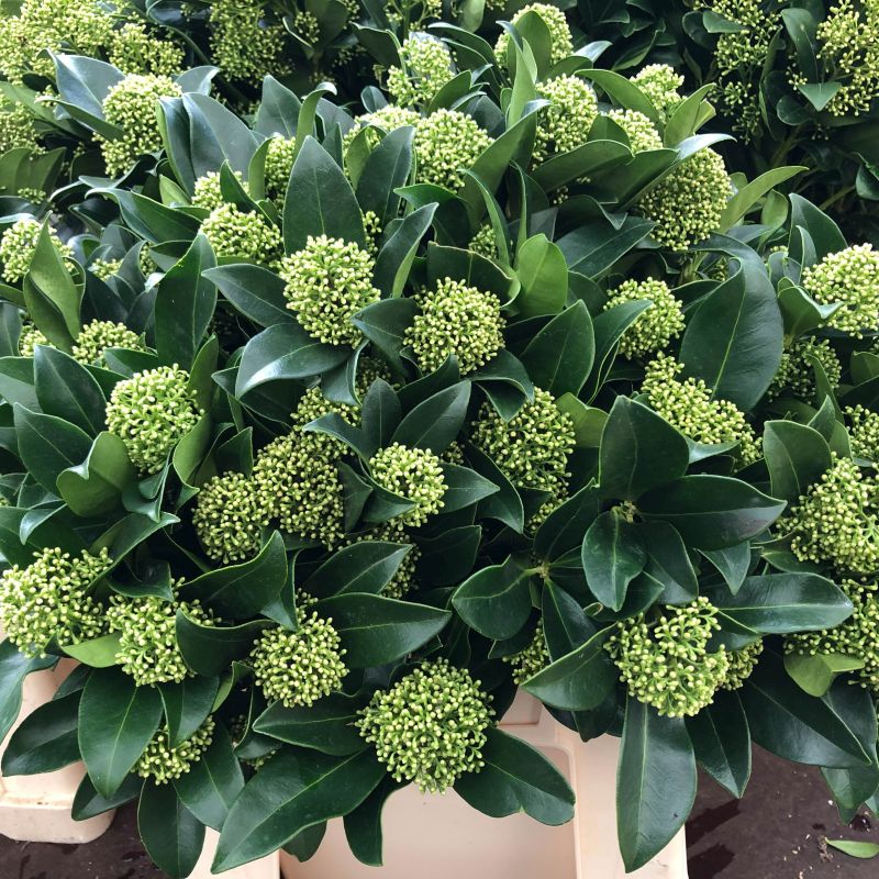 SKIMMIA JAPONICA WHITE GLOBE VASO 15CM
