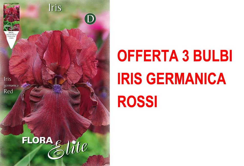 OFFERTA 3 BULBI IRIS GERMANICA ROSSO