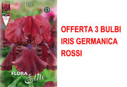 OFFERTA 3 BULBI IRIS GERMANICA ROSSO
