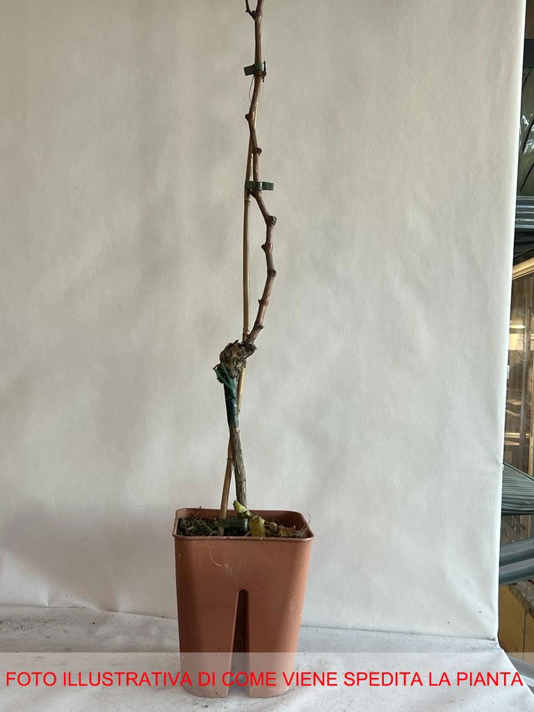 UVA PIZZUTELLO BIANCO IN VASO 18CM