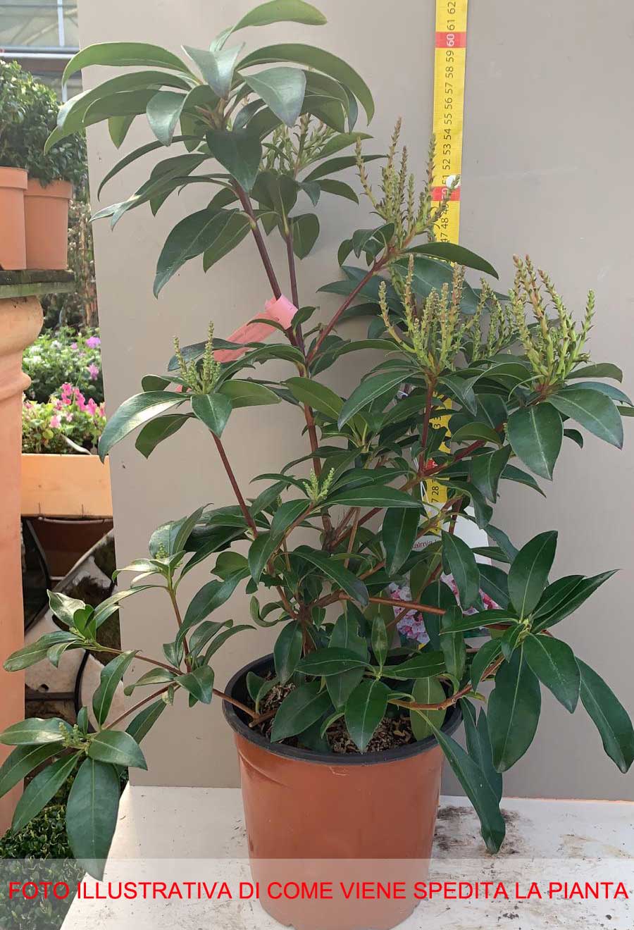 KALMIA LATIFOLIA TAD IN VASO 19CM