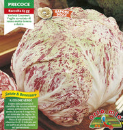 9 PIANTE IN PACK RADICCHIO LUSIA PRECOCE VERIEGATO ORTOMIO