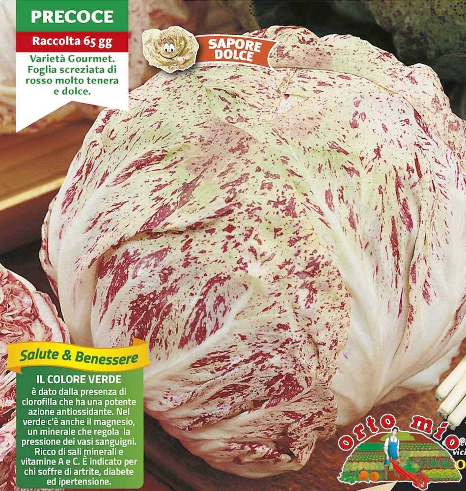 9 PIANTE IN PACK RADICCHIO LUSIA PRECOCE VERIEGATO ORTOMIO
