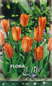 Bulbi di Tulipano Fosteriana Orange Emperor 10 Bulbi - immagine 1