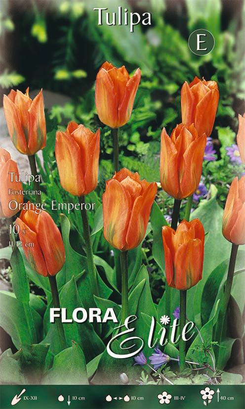 Bulbi di Tulipano Fosteriana Orange Emperor 10 Bulbi - immagine 1