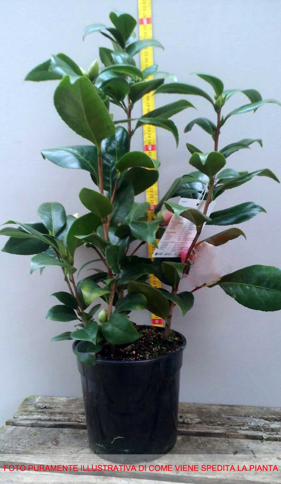 CAMELIA SASANQUA KANJIRO IN VASO 17CM
