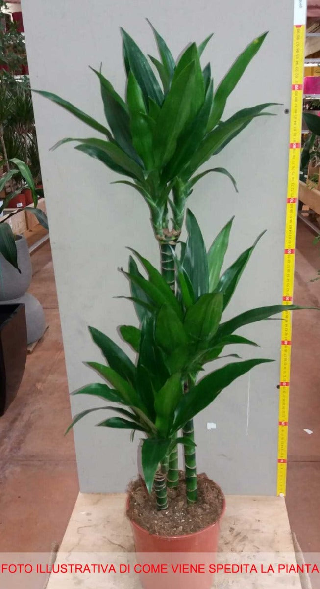DRACENA JANET STRIPE TRONCHETTO DELLA FELICITÀ VASO 19CM