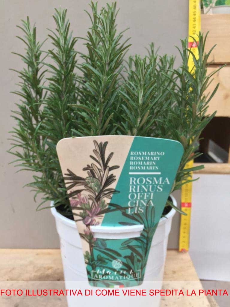 ROSMARINO IN VASO 18CM