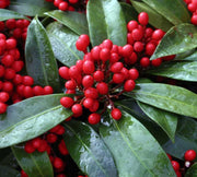 SKIMMIA JAPONICA REEVESIANA VASO 15CM