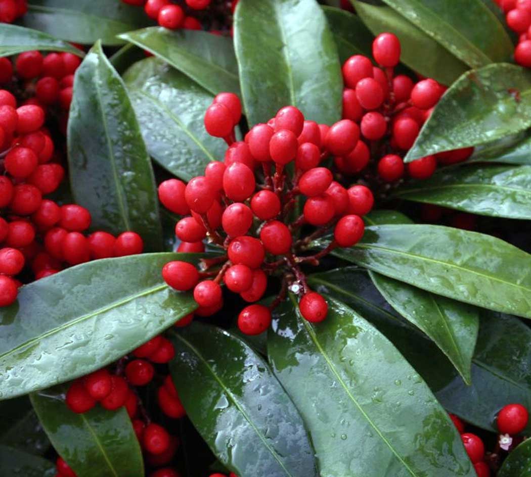 SKIMMIA JAPONICA REEVESIANA VASO 15CM