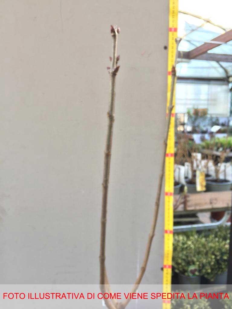 LILLA O SYRINGA VULGARIS NADEZHDA VASO DA 21CM