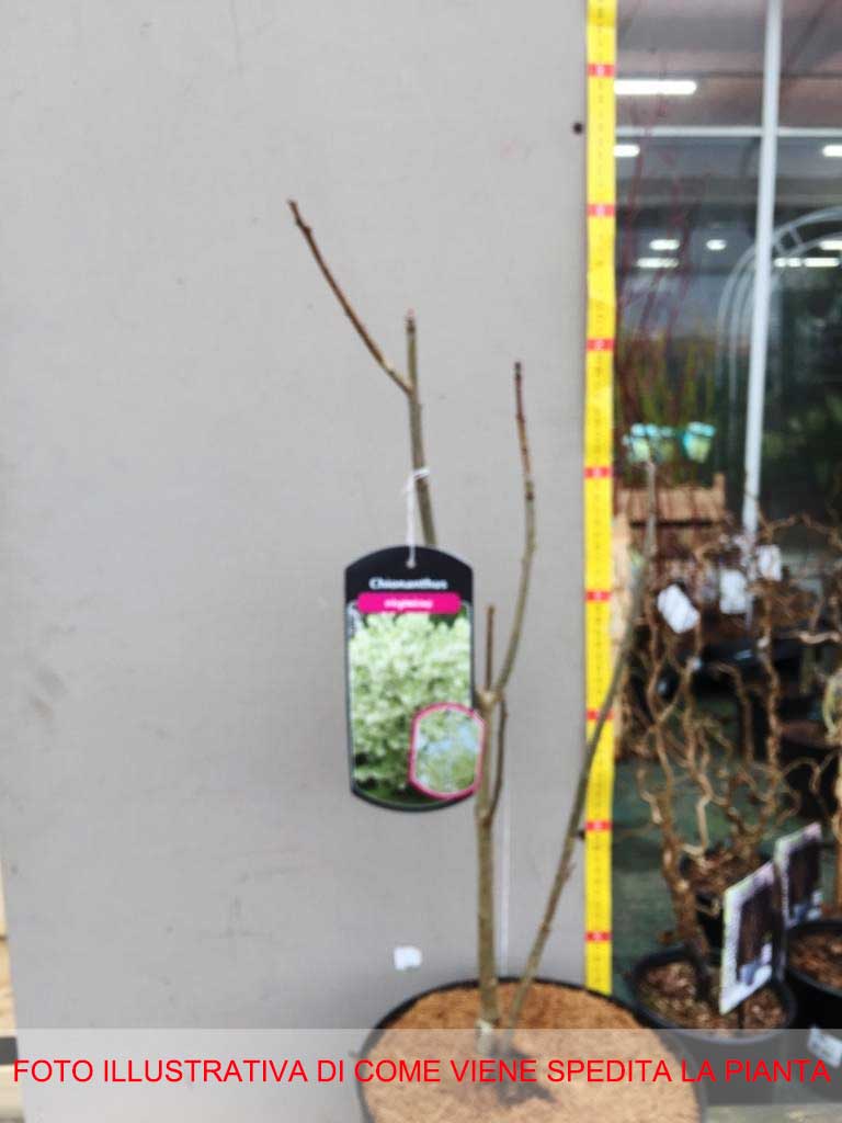 CHIONANTHUS VIRGINICUS ALBERO DELLA NEVE VASO 24CM