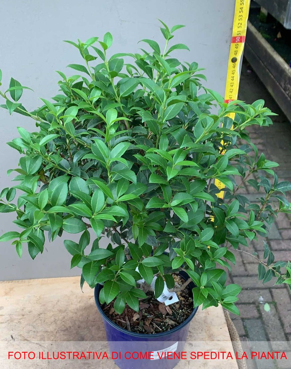 OSMANTHUS OSMAREA BURKWOODII VASO 18CM