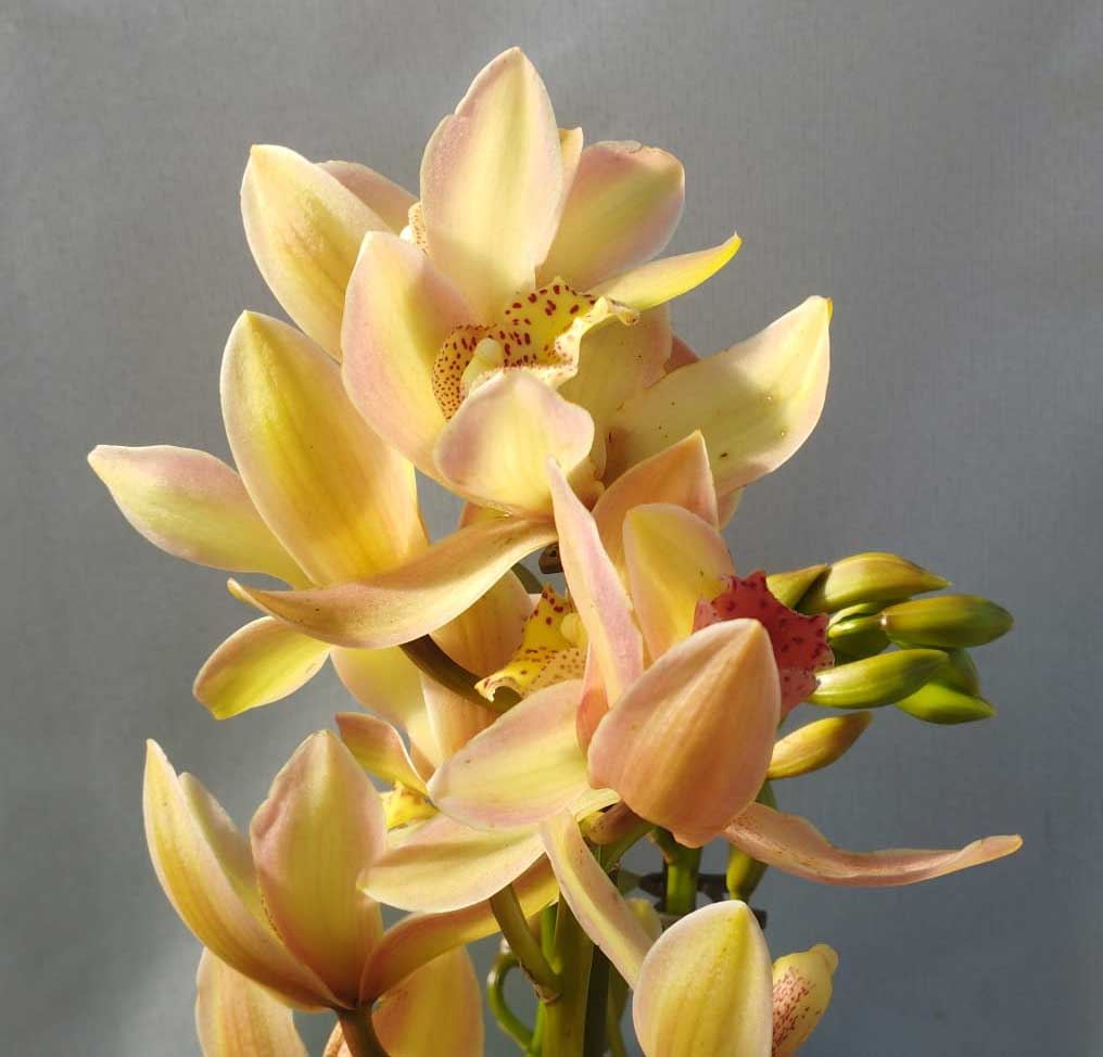 ORCHIDEA CYMBIDIUM GIALLO E ROSA VASO 12CM