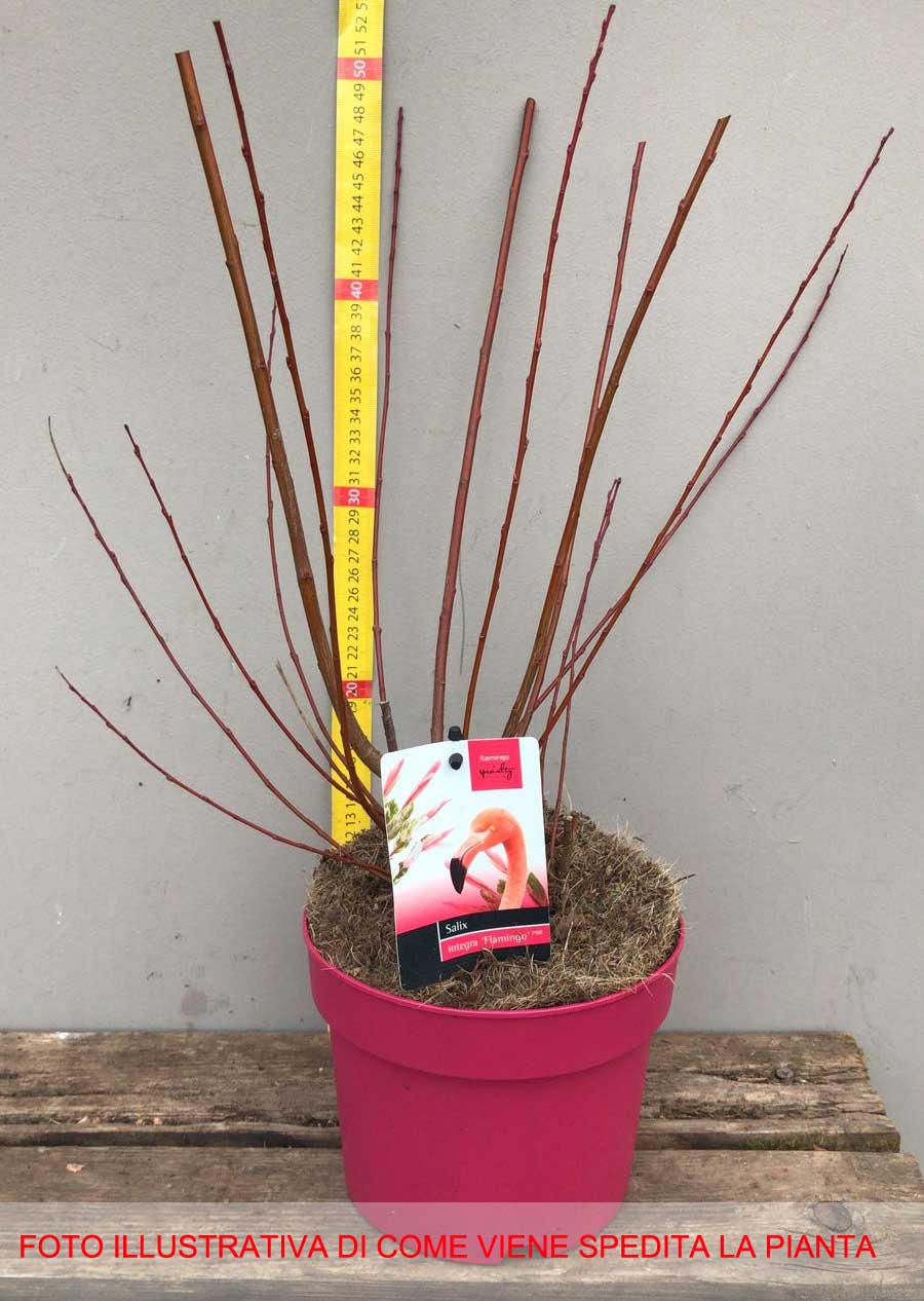 SALIX SALICE FLAMINGO VASO 17CM