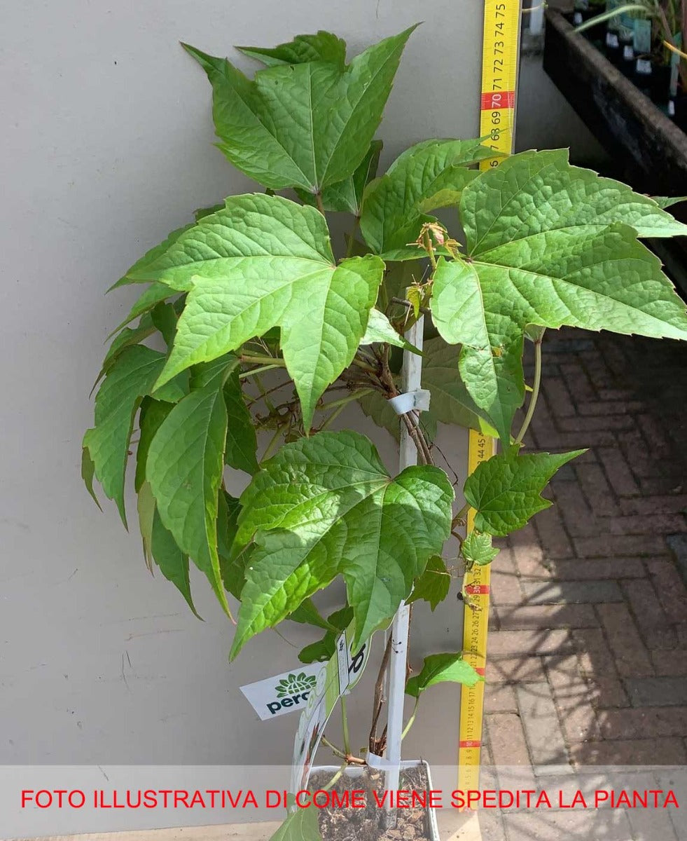 PARTHENOCISSUS TRICUSPIDATA GREEN SPRING VASO 15CM