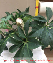 HELLEBORUS ORIENTALIS ROSE OF SPRING ROSA DI NATALE VASO 15CM