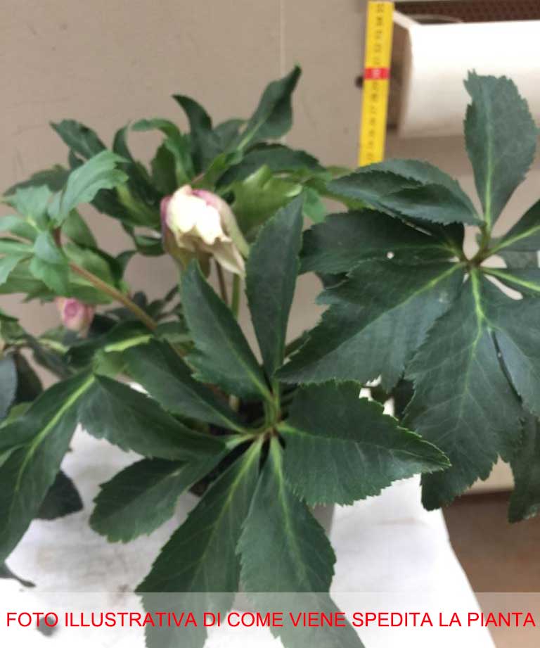 HELLEBORUS ORIENTALIS ROSE OF SPRING ROSA DI NATALE VASO 15CM