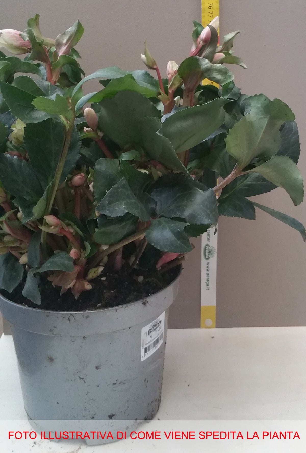 HELLEBORUS ANGEL GLOW ROSA DI NATALE VASO 19CM