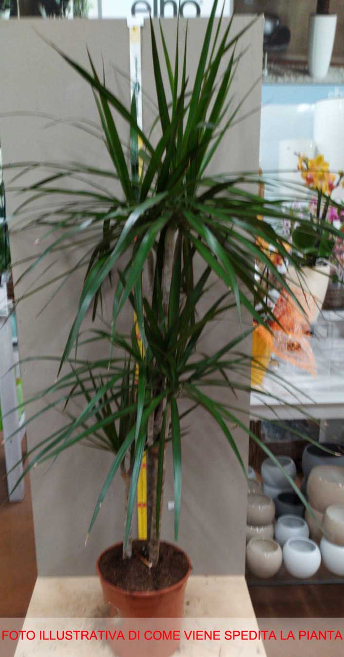 DRACENA MARGINATA TRONCHETTO DELLA FELICITÀ VASO 18CM