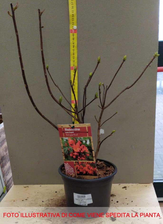 AZALEA HOTSPUR RED KNAPHILL VASO 17CM