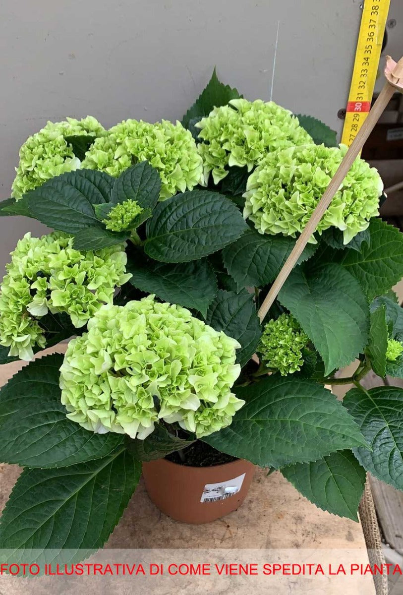 ORTENSIA HYDRANGEA MACROPHYLLA ROSSA VASO 14CM