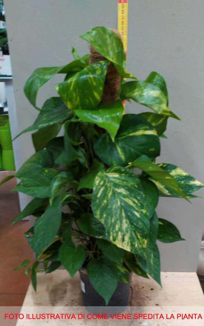 SCINDAPSUS AUREUS VASO 15CM
