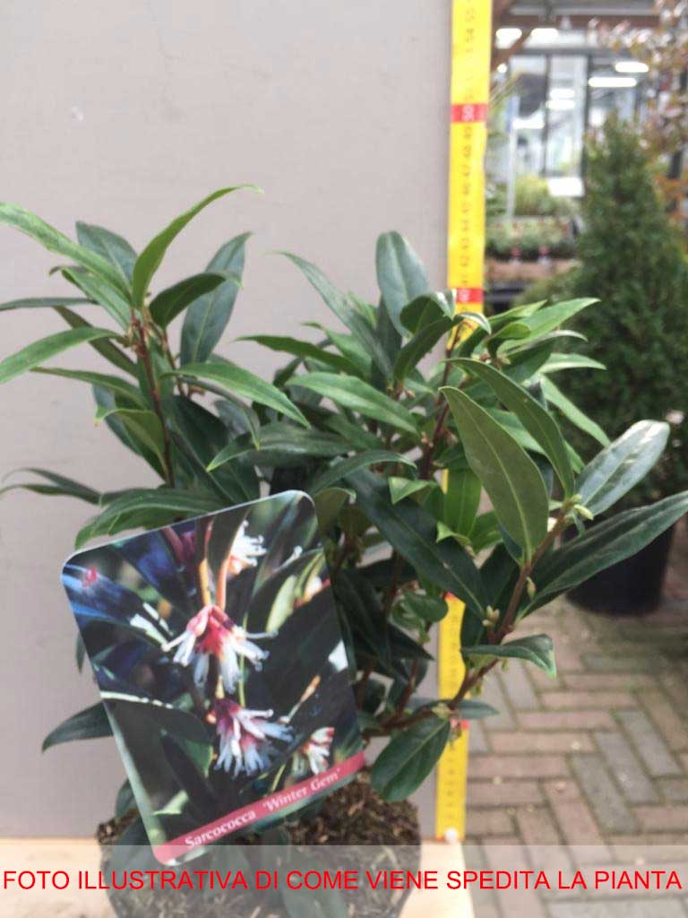 SARCOCOCCA PURPLE VASO 17CM