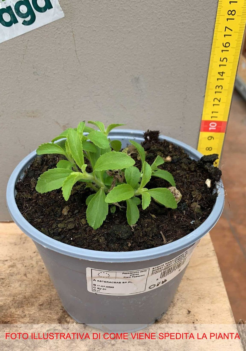 STEVIA REBAUDIANA IN VASO 14CM