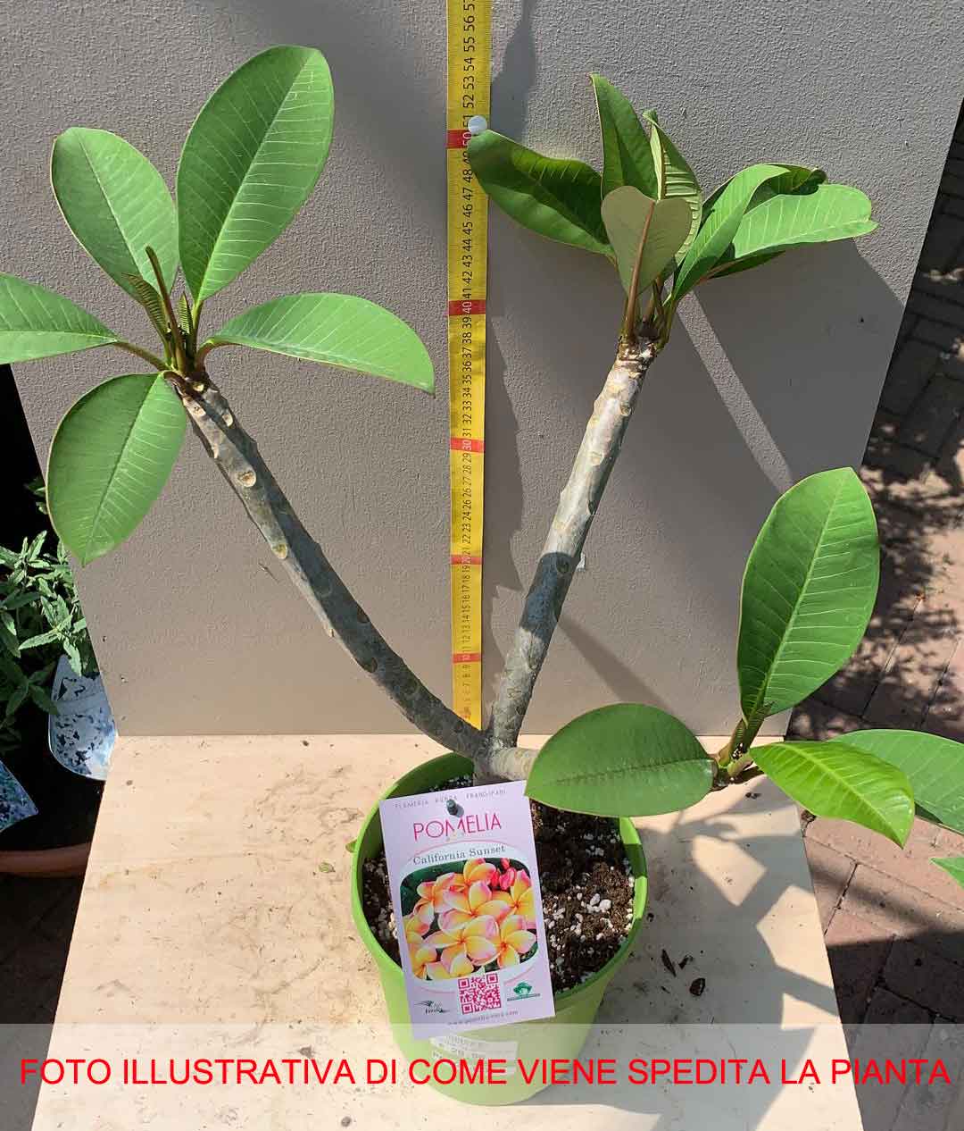 PLUMERIA POMELIA CALIFORNIA IN VASO 18CM