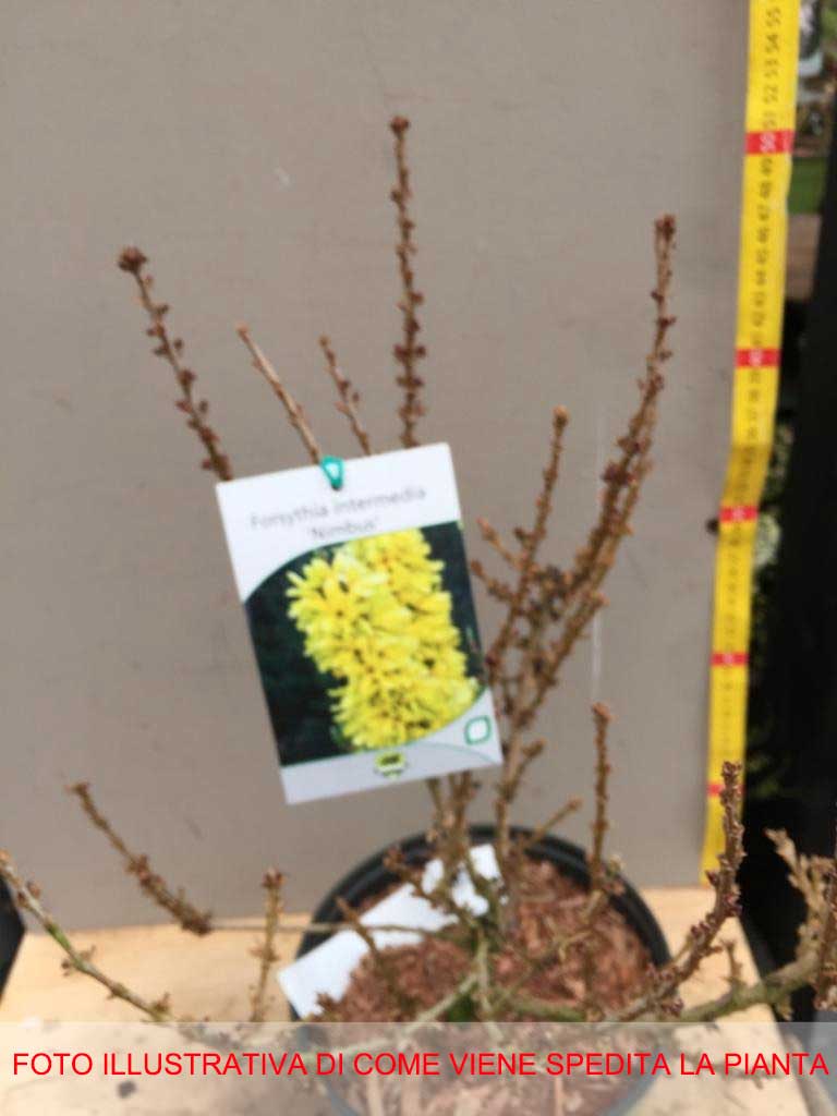 FORSYTHIA FORSIZIA INTERMEDIA NIMBUS IN VASO 18CM