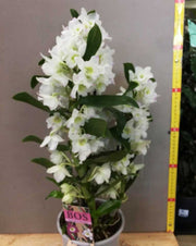 ORCHIDEA DENDROBIUM BIANCA IN VASO 15CM