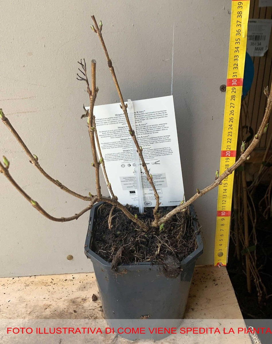 WEIGELIA EBONY AND IVORY VASO 19CM