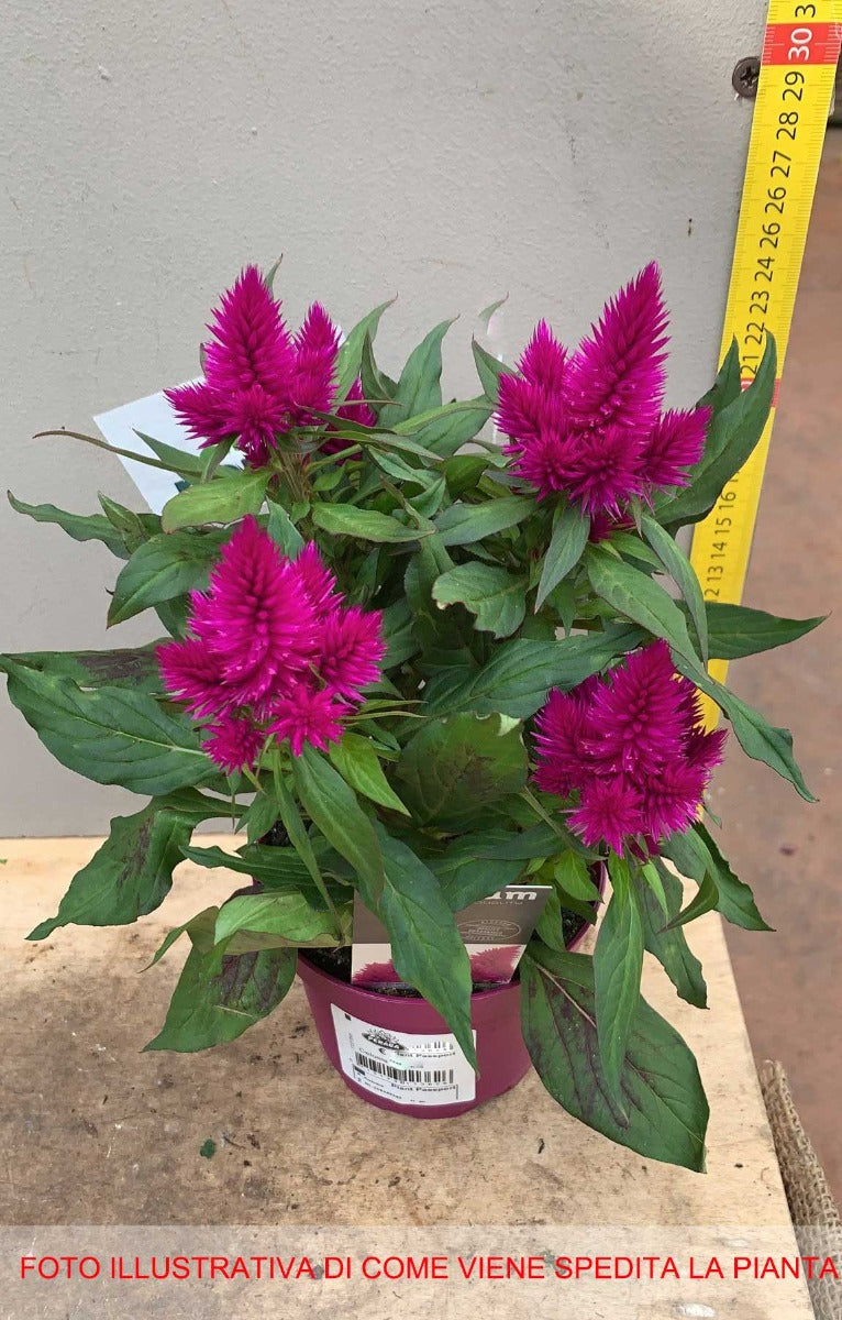 CELOSIA CARACAS VASO 12CM
