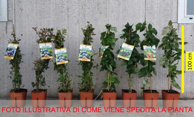 UVA SPINA BIANCA GIALLA VASO 5LT (1 PIANTA)